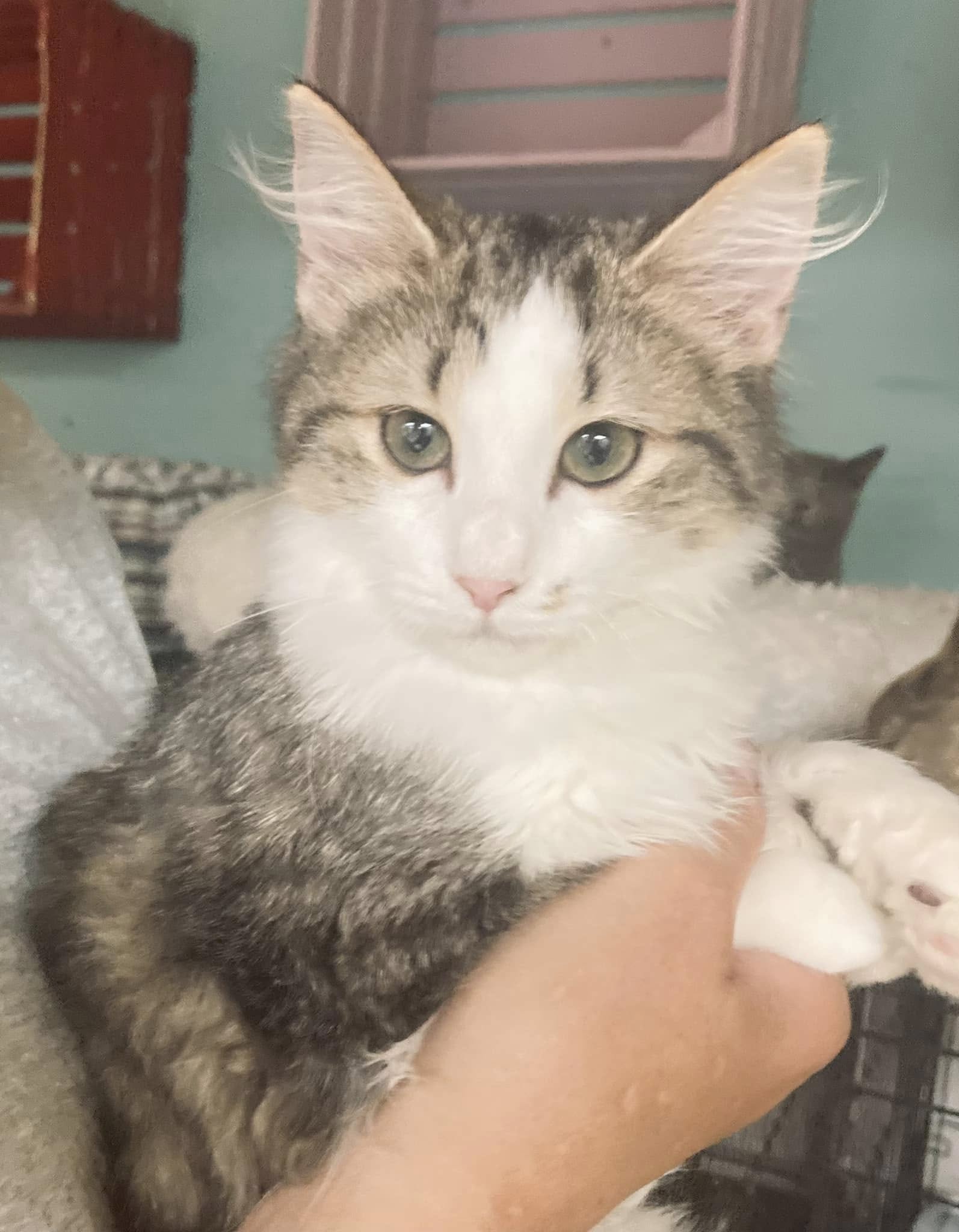 portrait of a beautiful cat