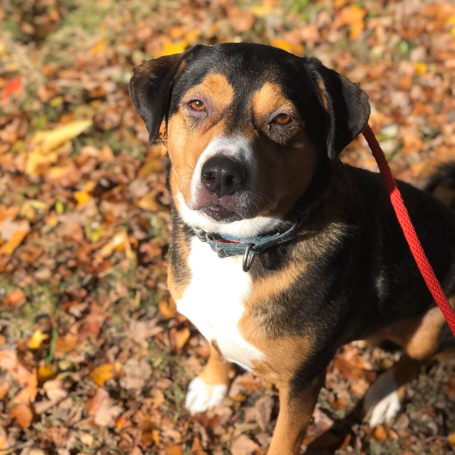 portrait of a beautiful dog in the park