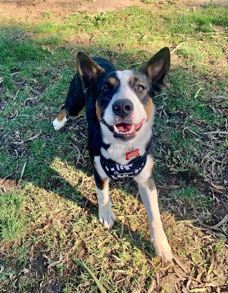 portrait of a happy dog