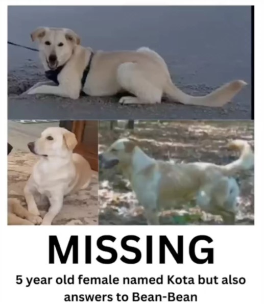 poster with a dog that is no longer there