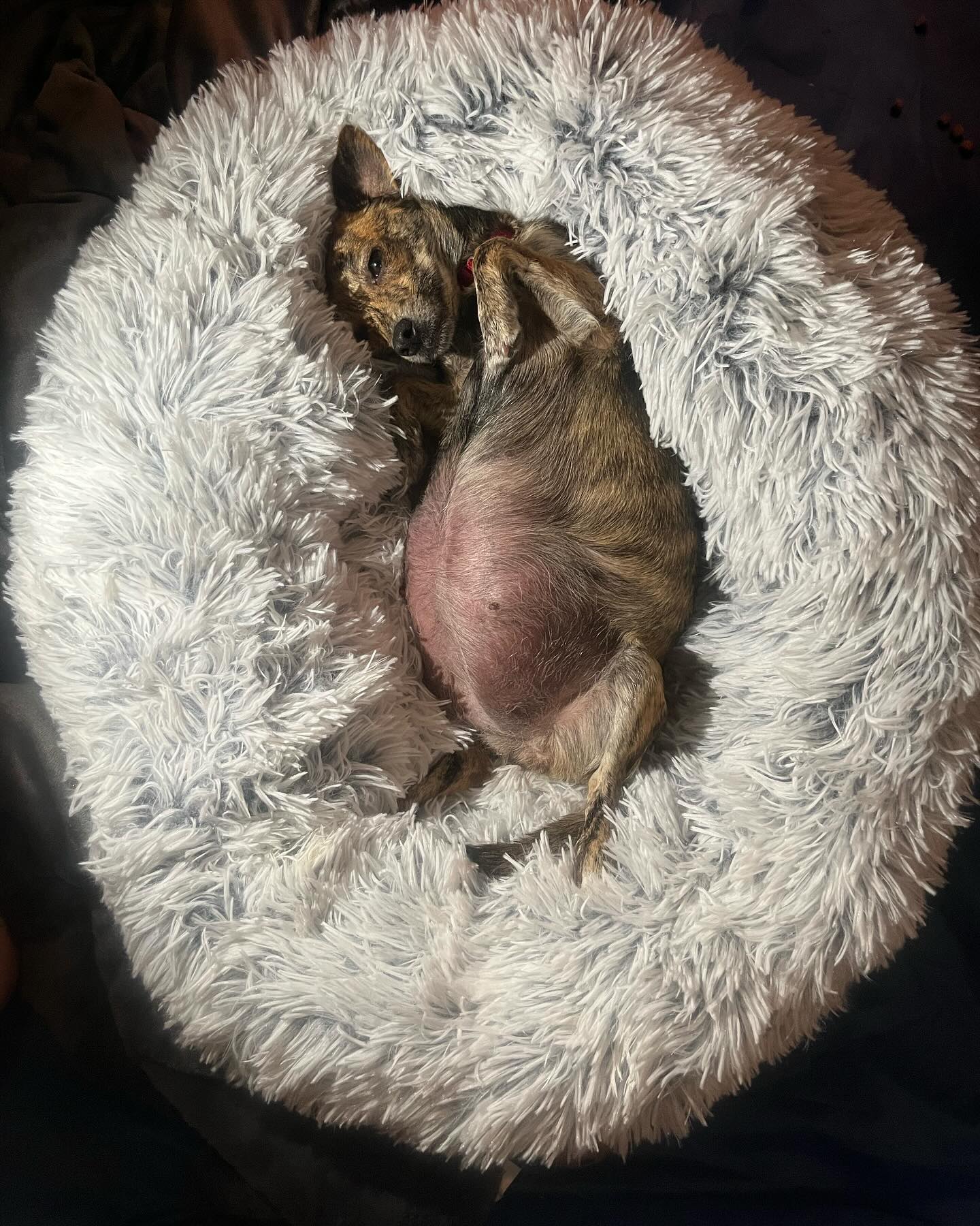 pregnant dog laying down
