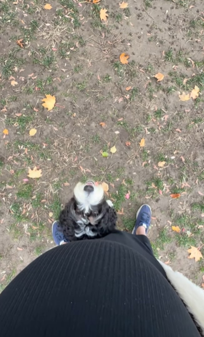 pregnant woman and dog