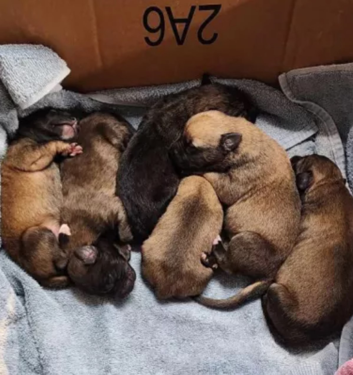 puppies gathered in a cardboard box