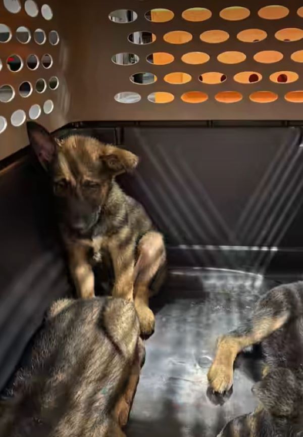 puppies in a carrier