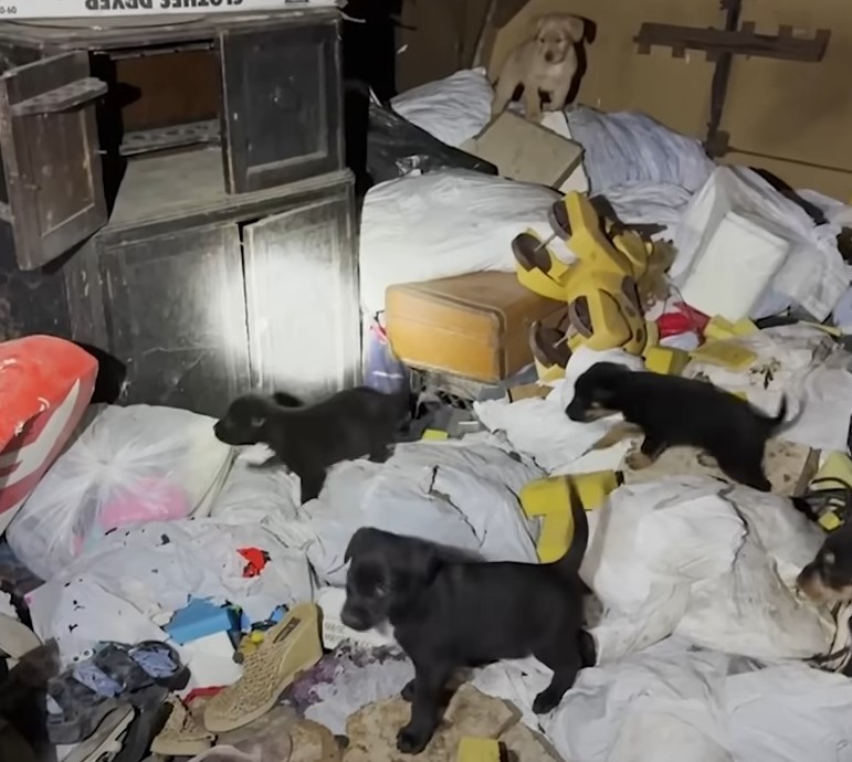 puppies in an abandoned house