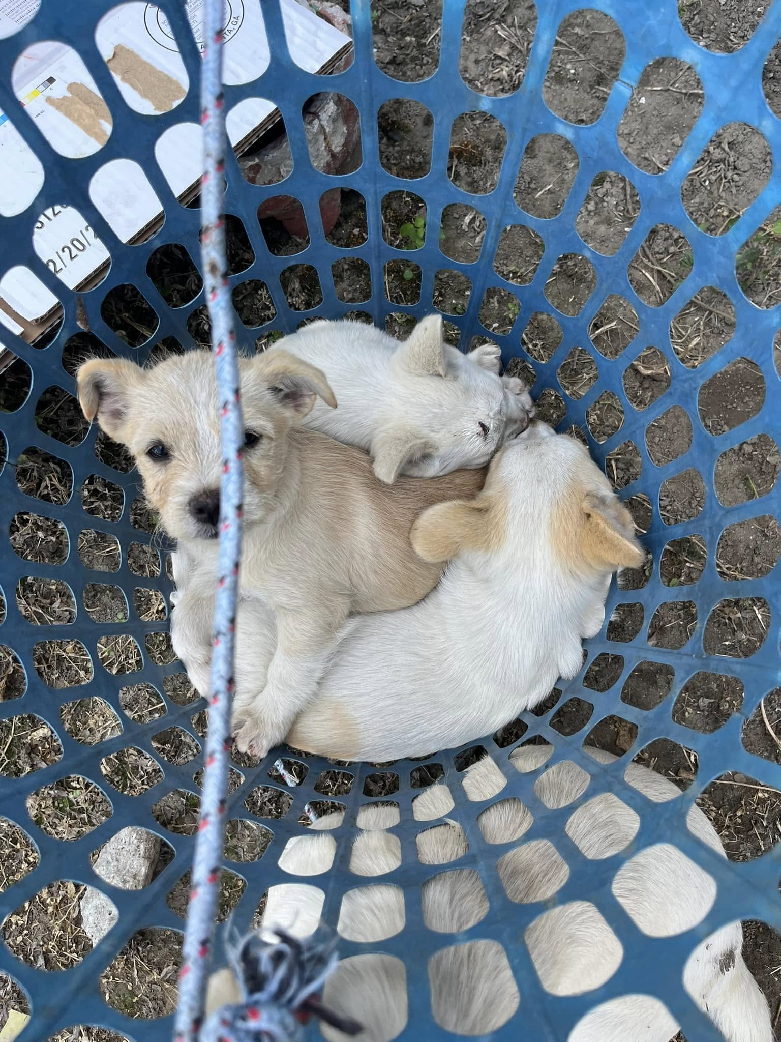puppies in blue basket