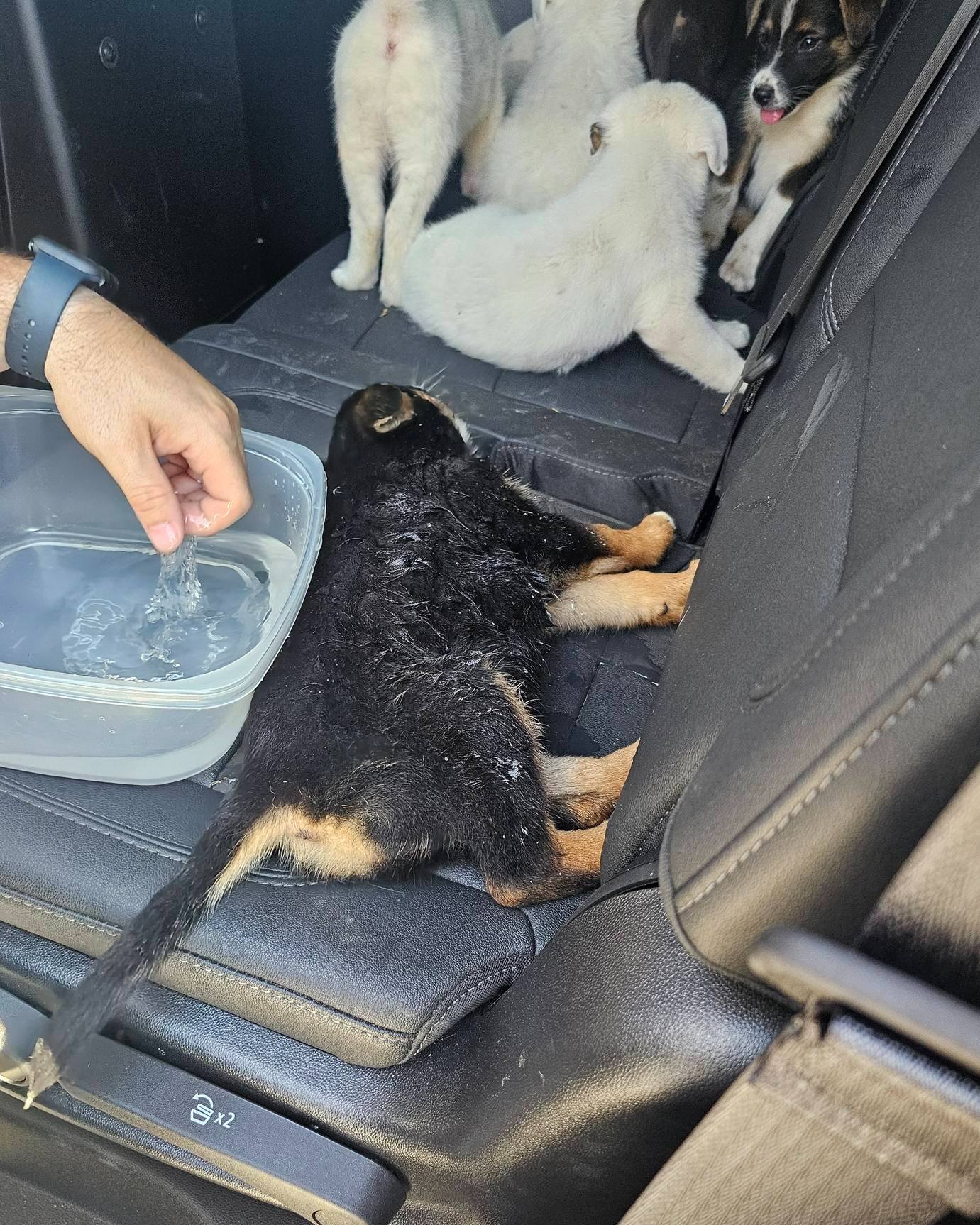puppies in car