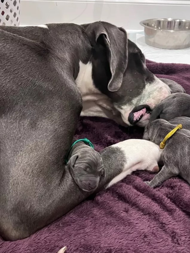 puppies leaning on mom dog