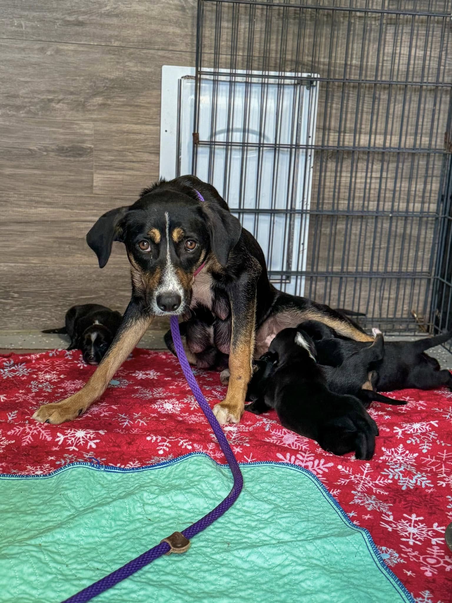 puppies suckle mother dog