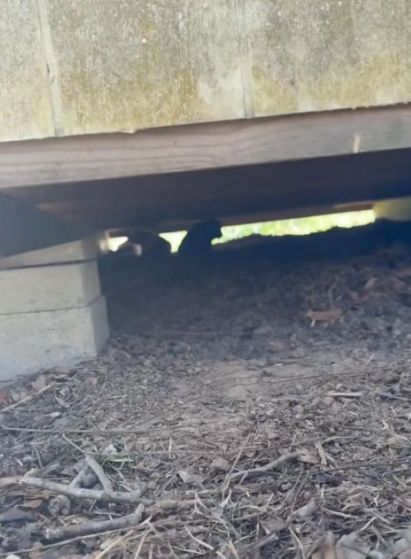 puppies under building