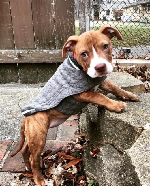 puppy in a gray suit