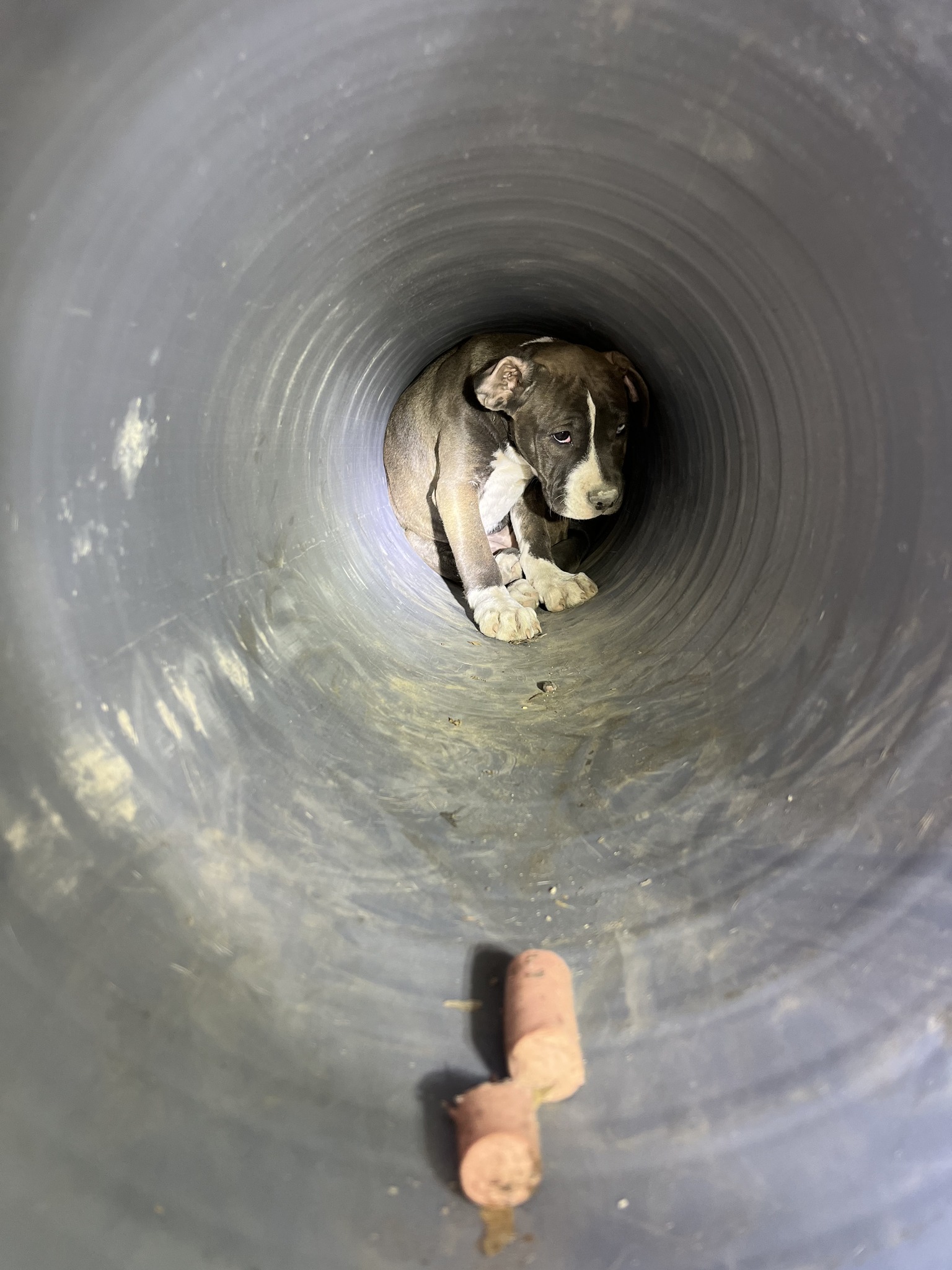 puppy in pipe