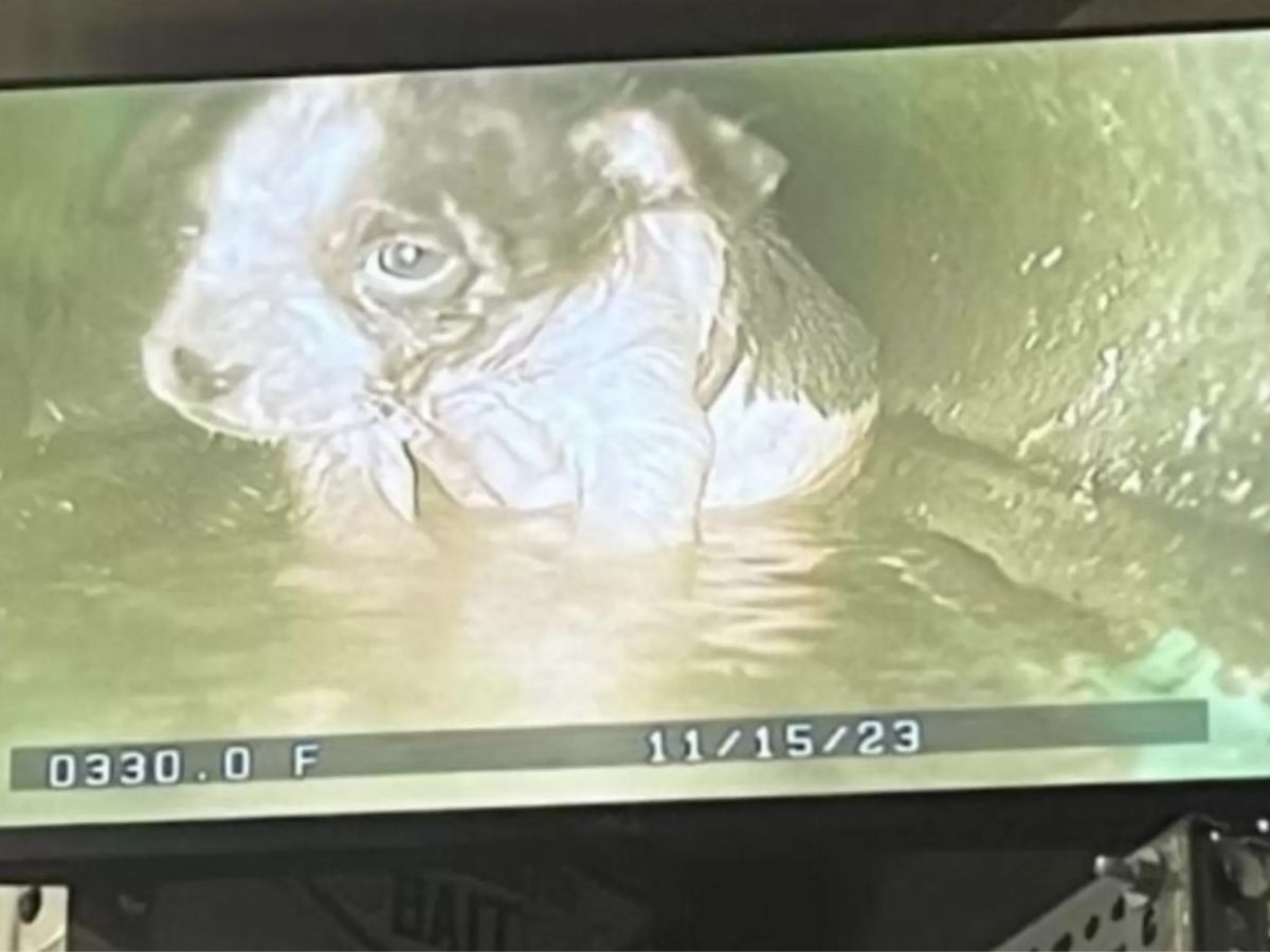 puppy in water caught on camera