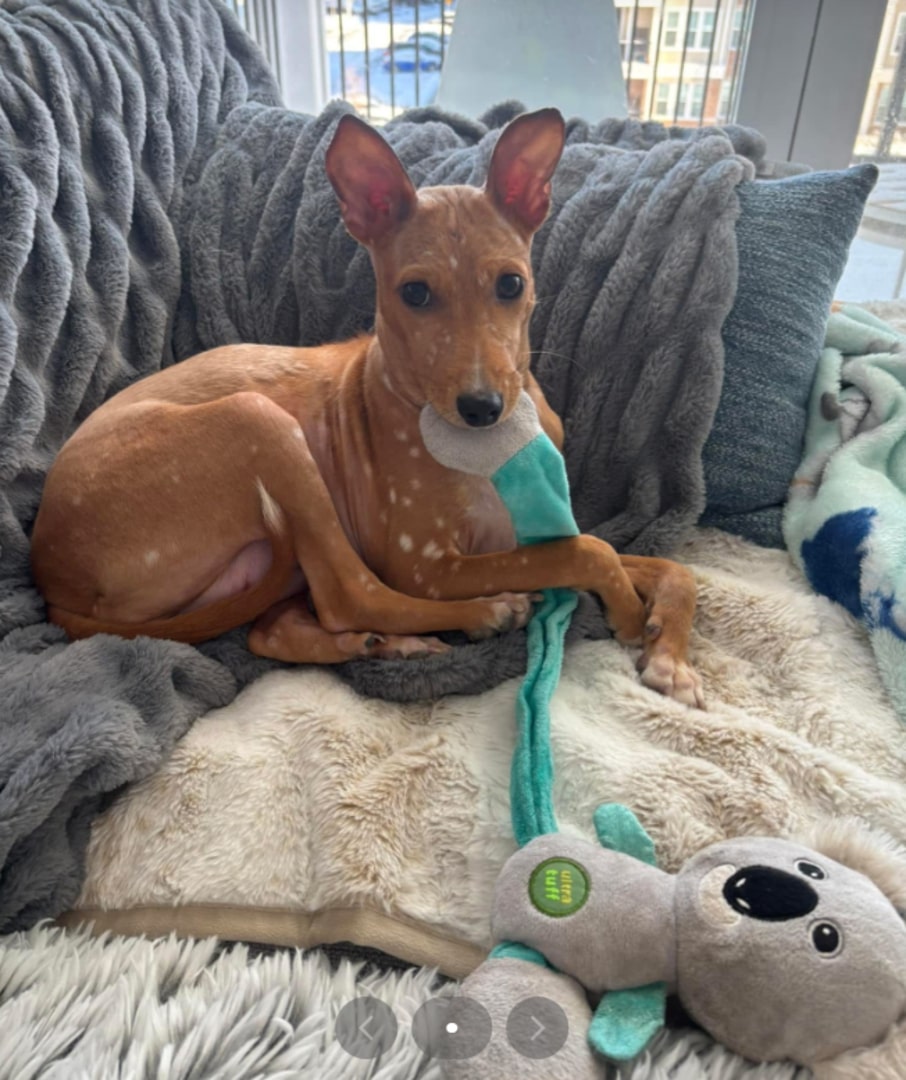 puppy lying on couch