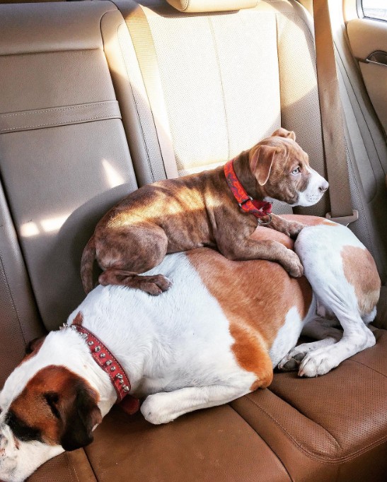 puppy lying on mommy dog ​​in the car