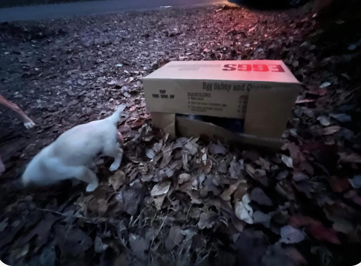 puppy near box