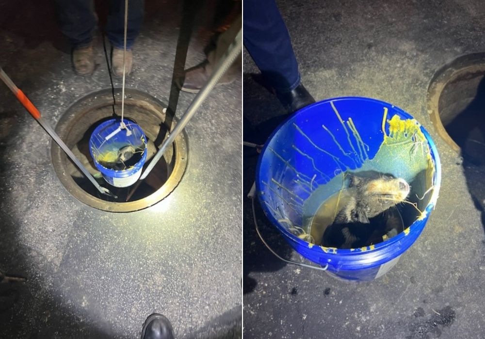 puppy pulled from a pit in a bucket