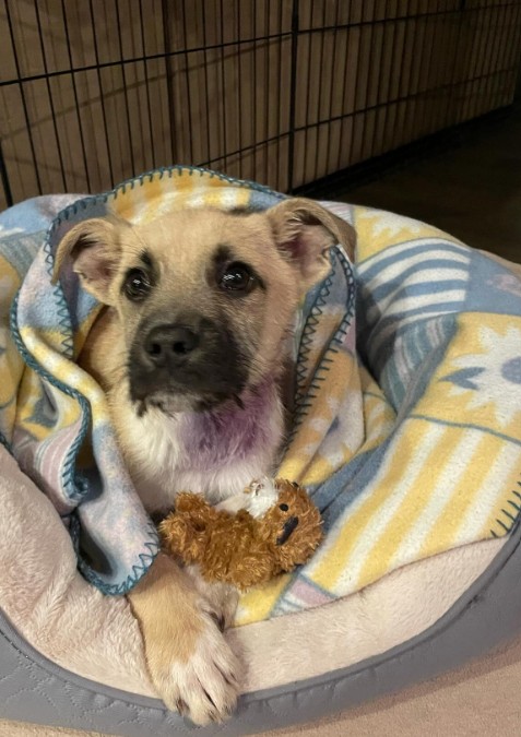 puppy wrapped in a blanket