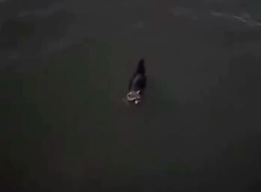raccoon drowning