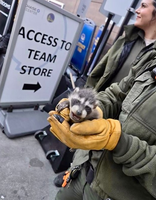 raccoon in a girl's hand