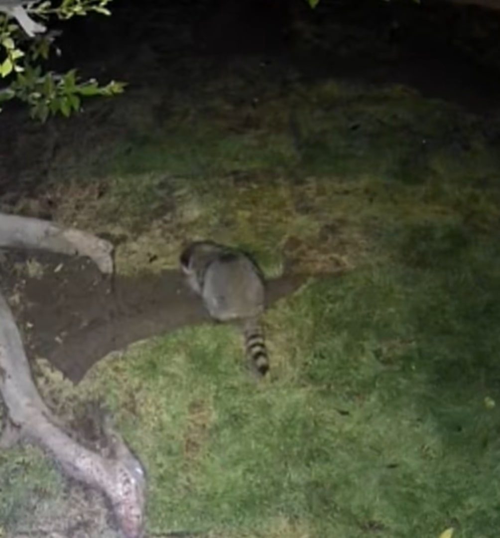 raccoon in garden