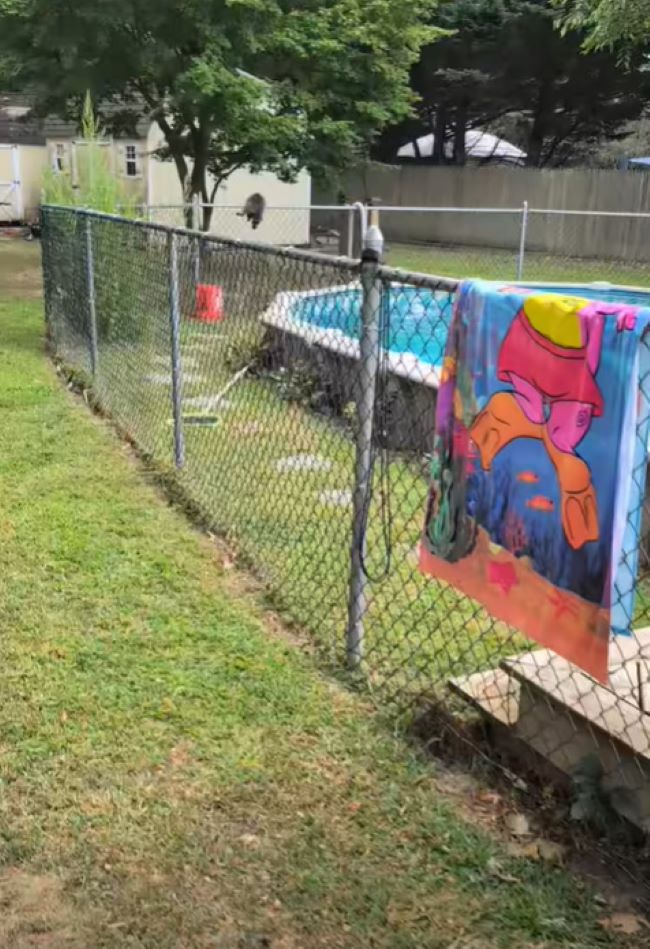 raccoon on fence