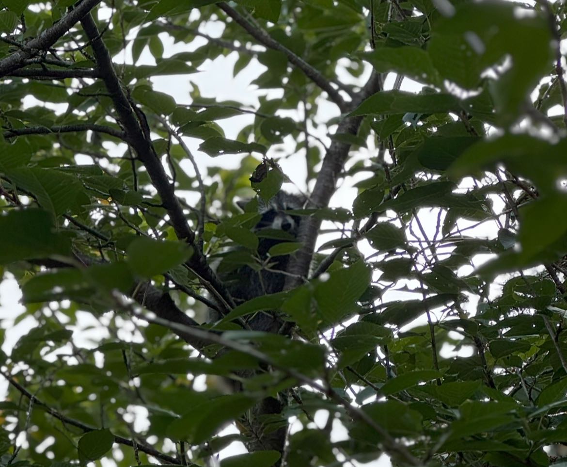 raccoon on tree