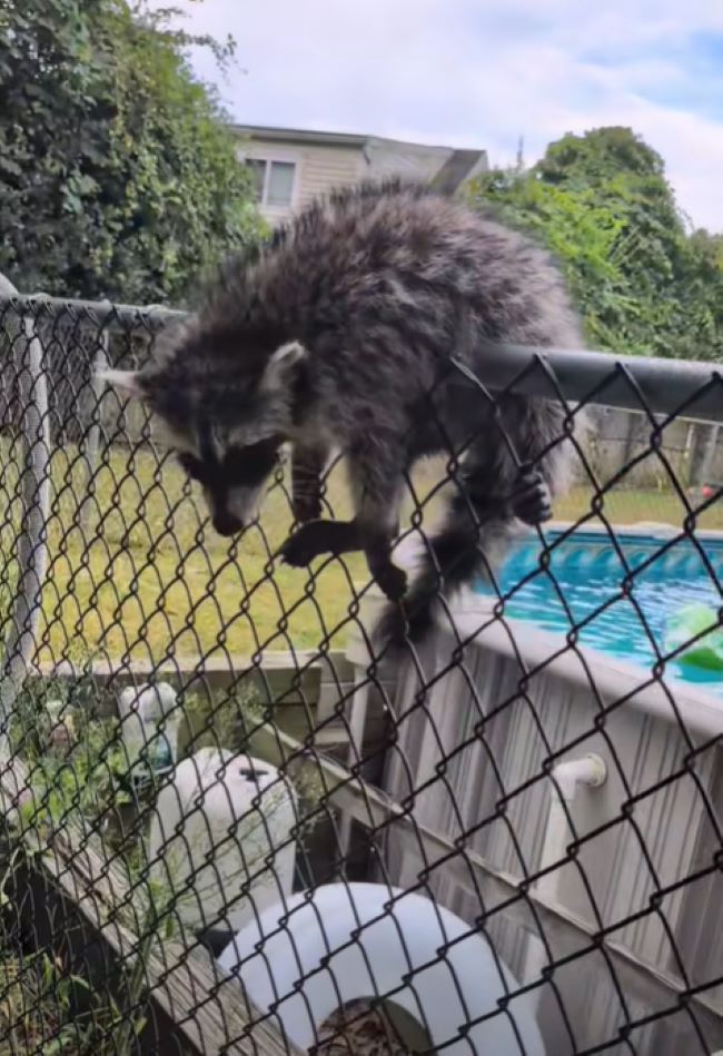 raccoon stuck on fence