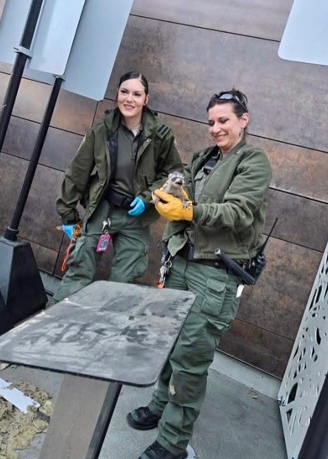 rescued raccoon in the hands of a girl