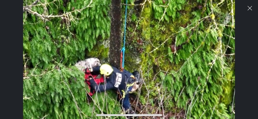 rescuer saving a dog