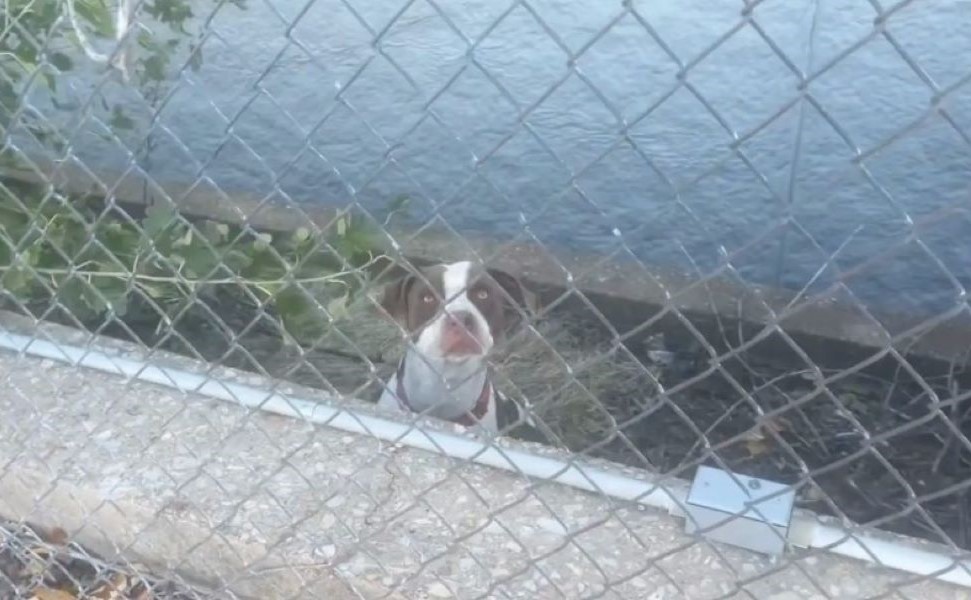 sad Pit Bull