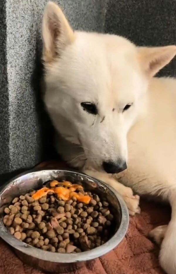 sad dog next to a bowl of food