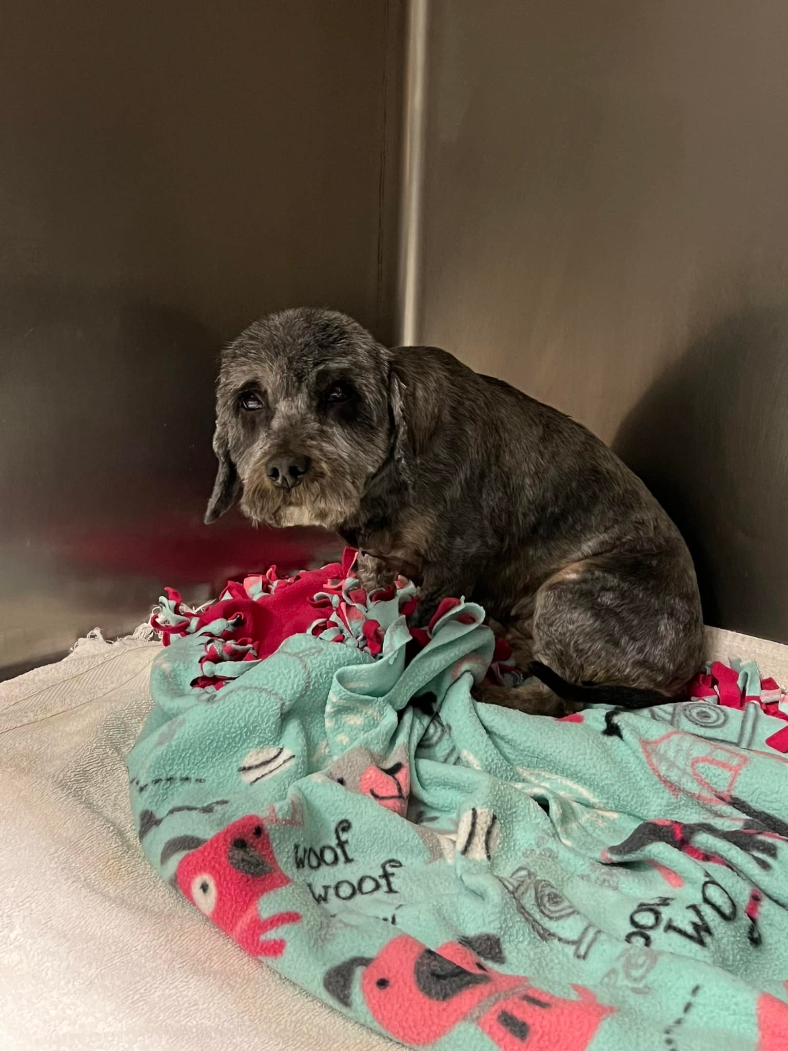 sad dog with a haircut