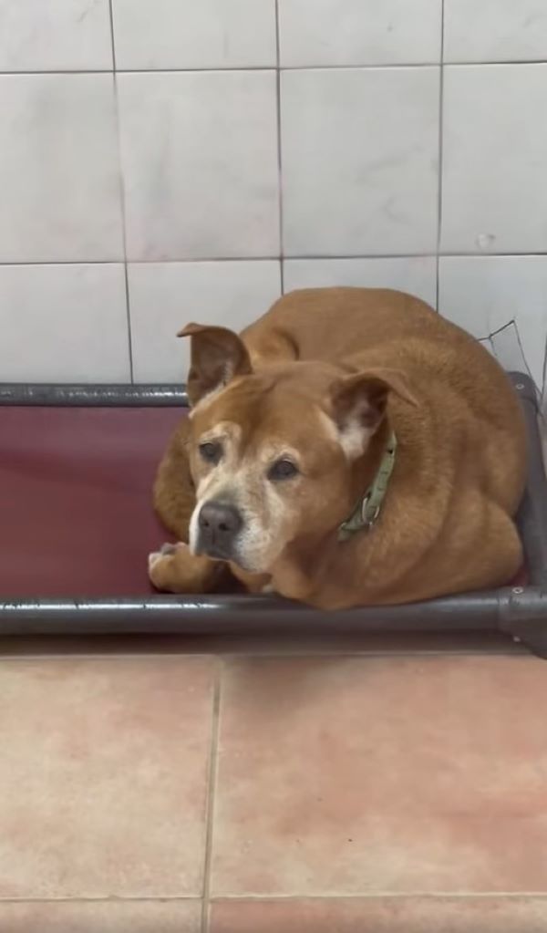 sad shelter dog