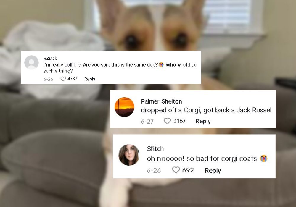screenshot of a conversation about a corgi