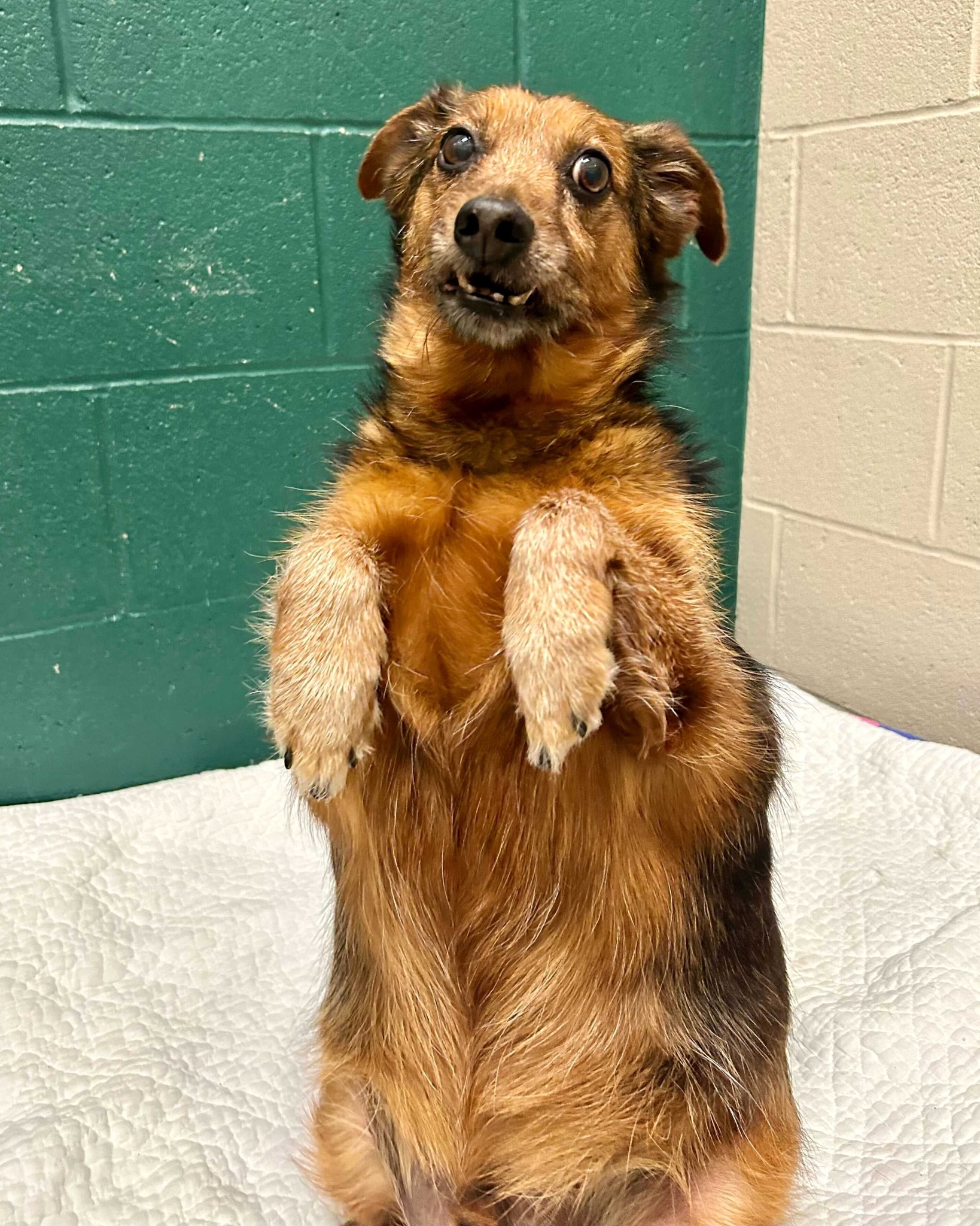 senior brown dog in shelter