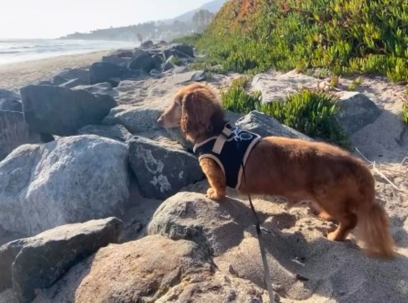 senior brown dog on leash