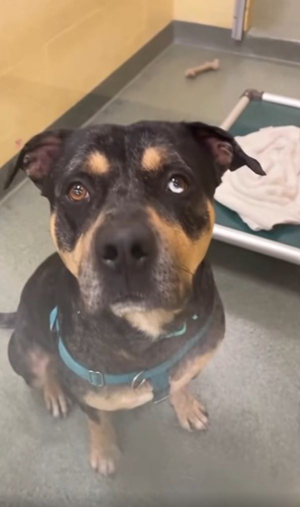 senior dog in shelter