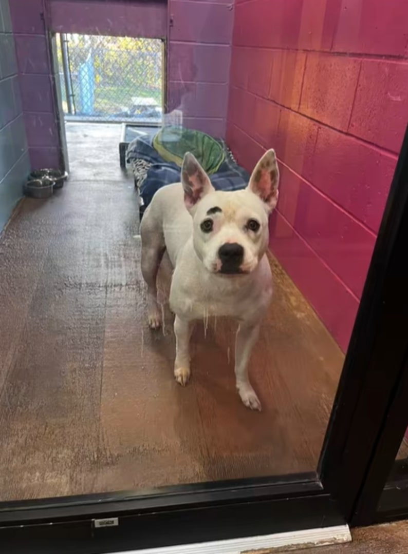 senior dog in shelter