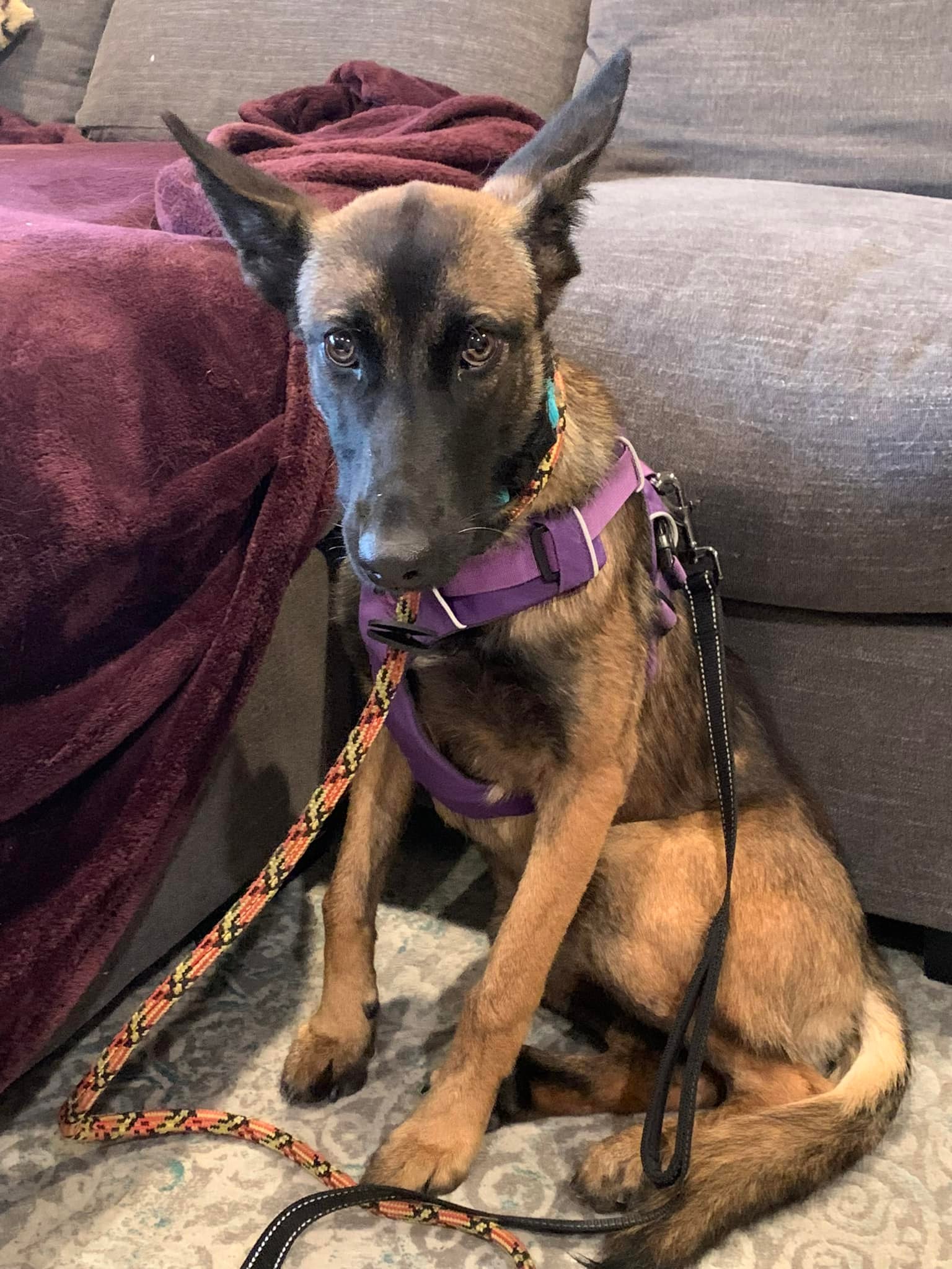 senior dog sitting down