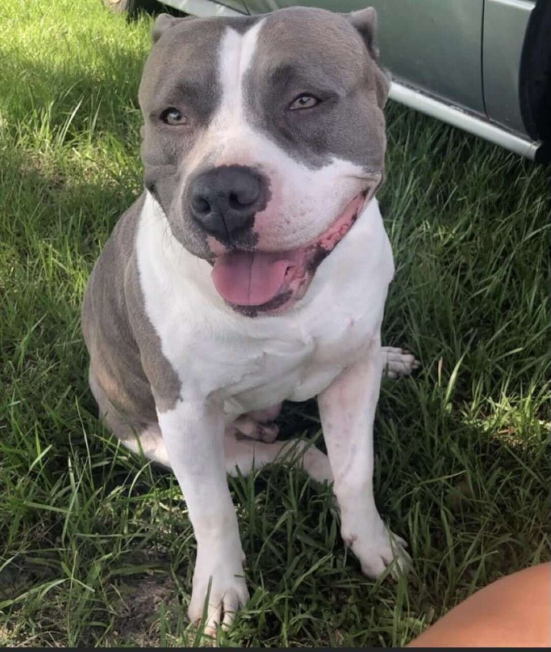 senior dog sitting down