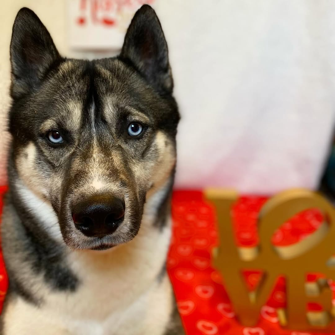 senior dog with blue eyes