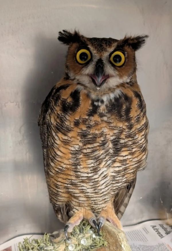 senior owl