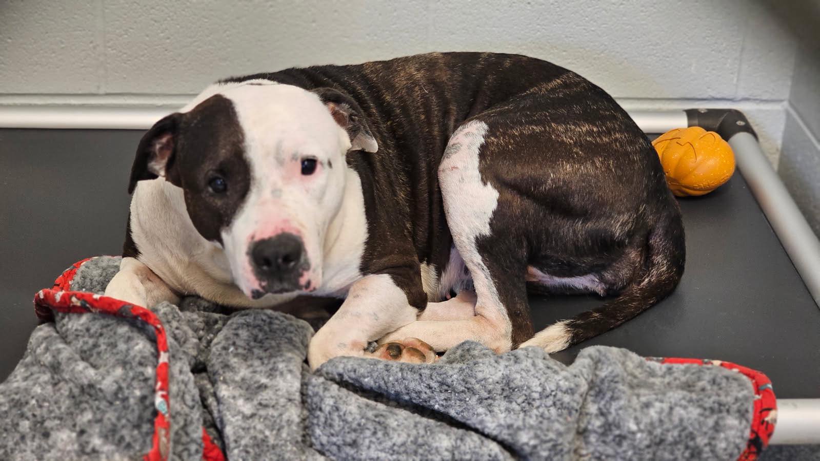 senior shelter dog laying down