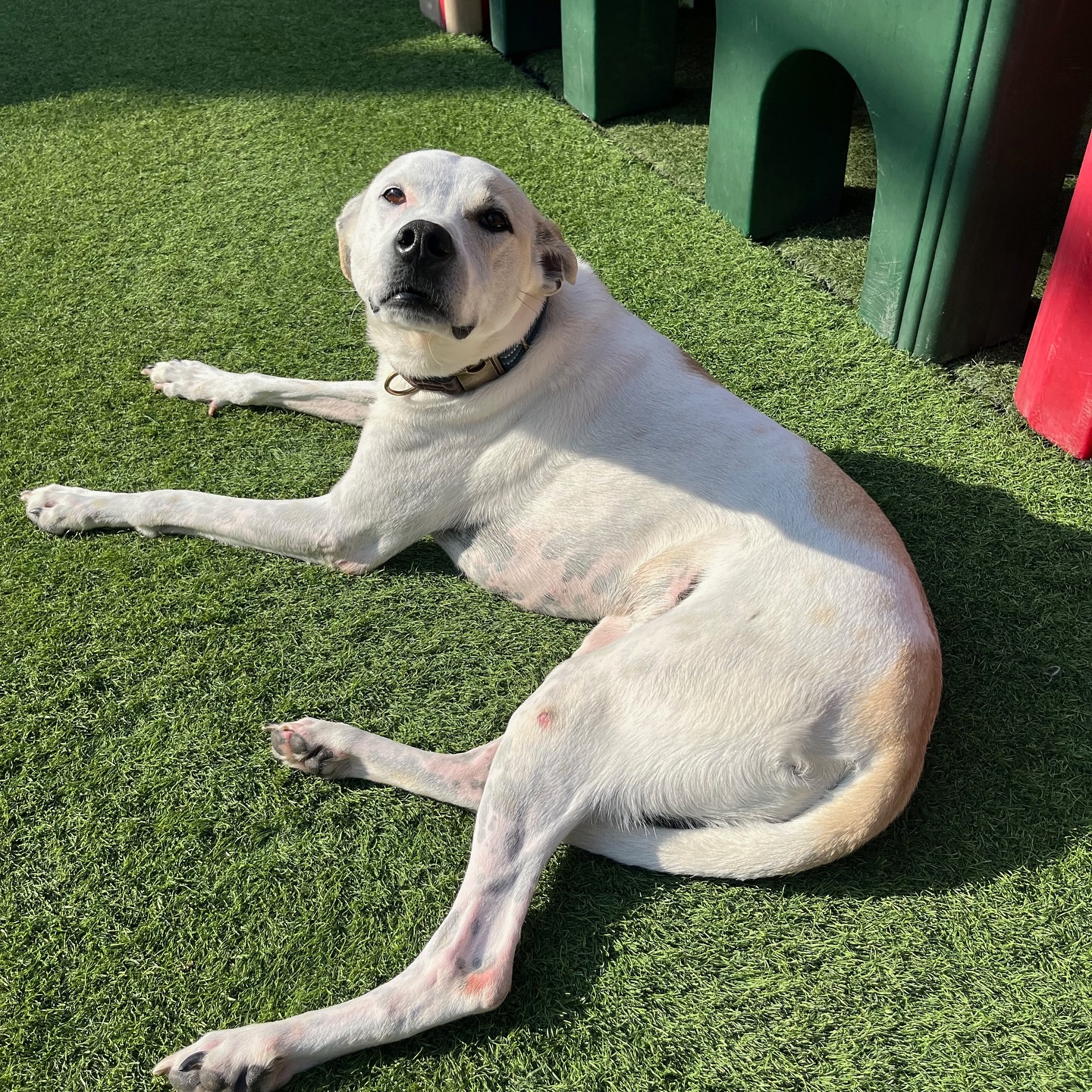 senior white dog laying down