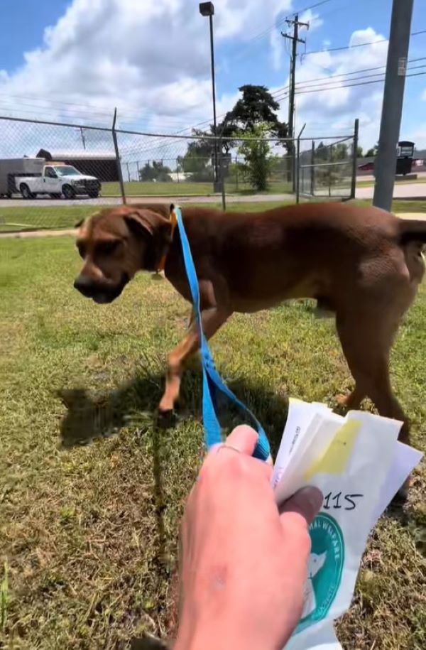shelter dog on a walk