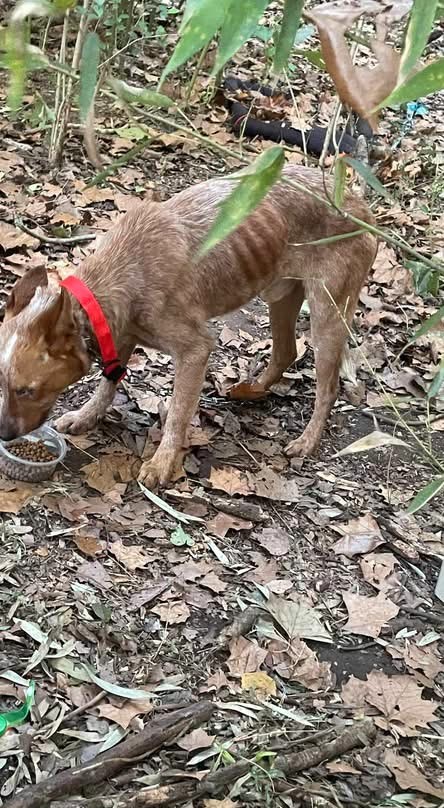 skinny brown dog in forest