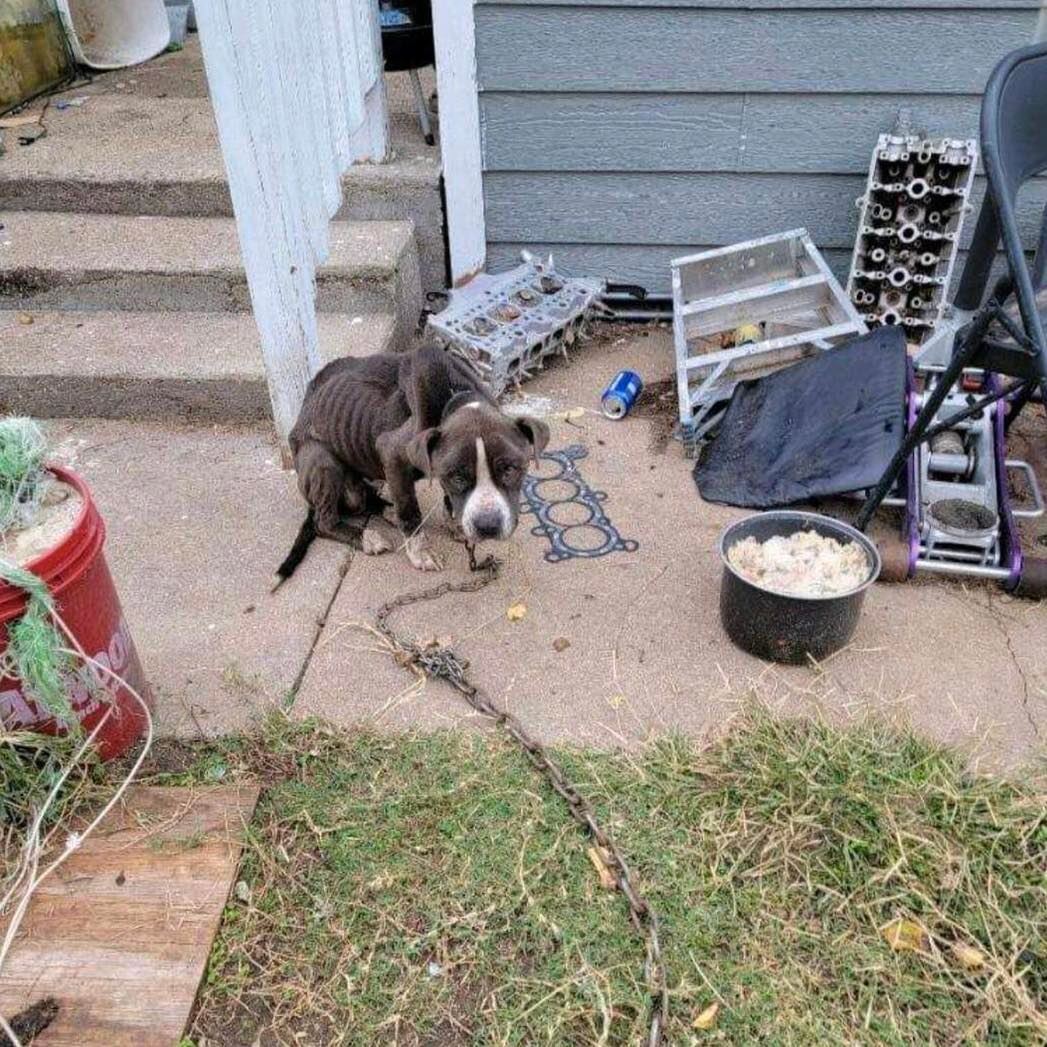 skinny dog on a chain