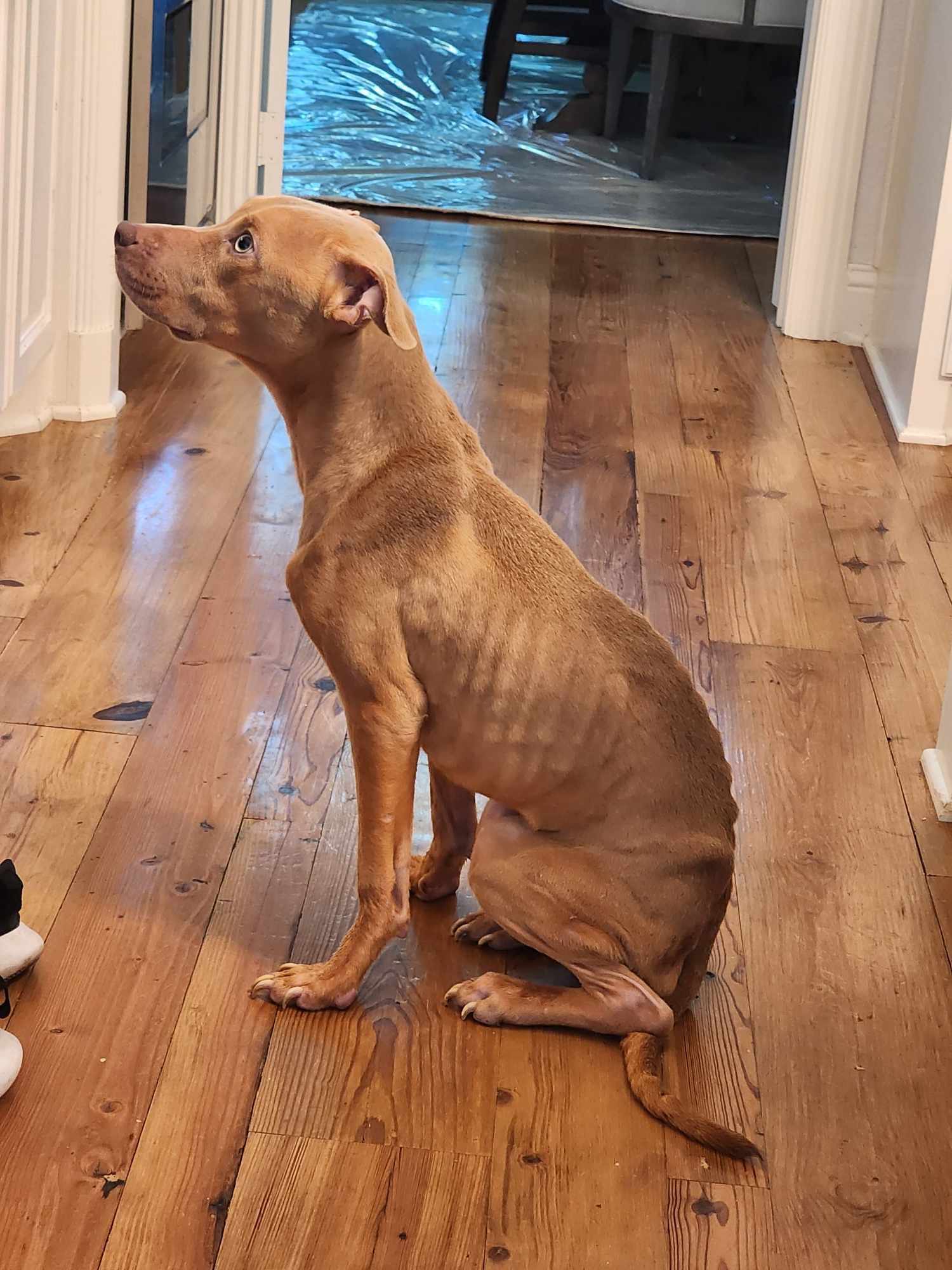 skinny dog sitting in house