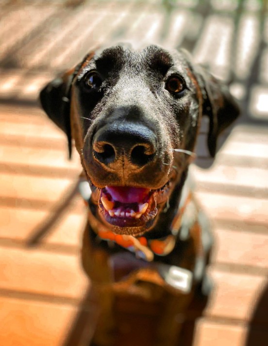 smiling black dog